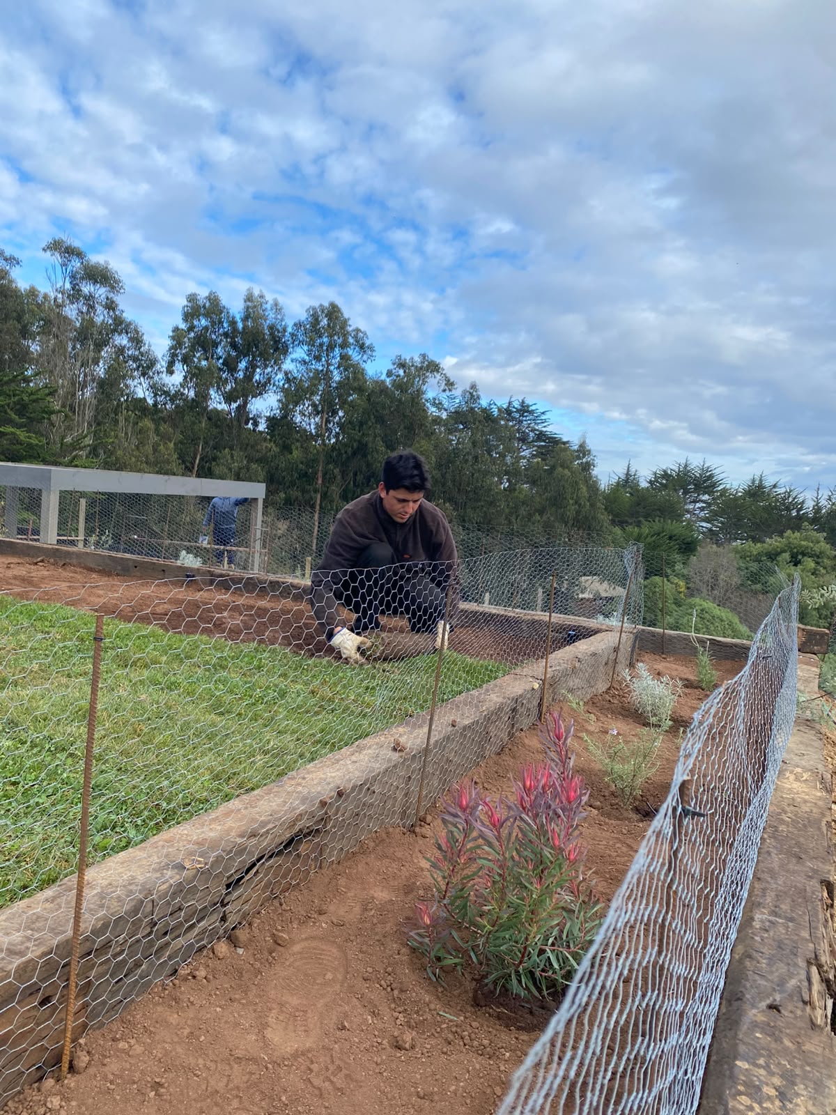 Instalación de malla metálica para proteger las jardineras recién plantadas
