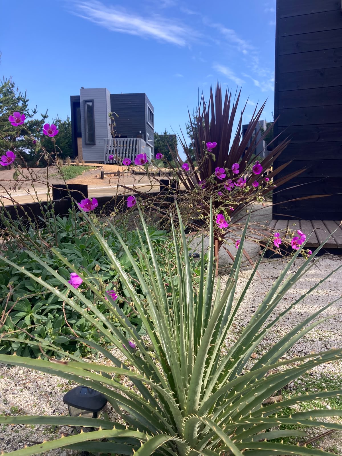 Puya y flores moradas en un jardín xerófilo junto a una casa negra