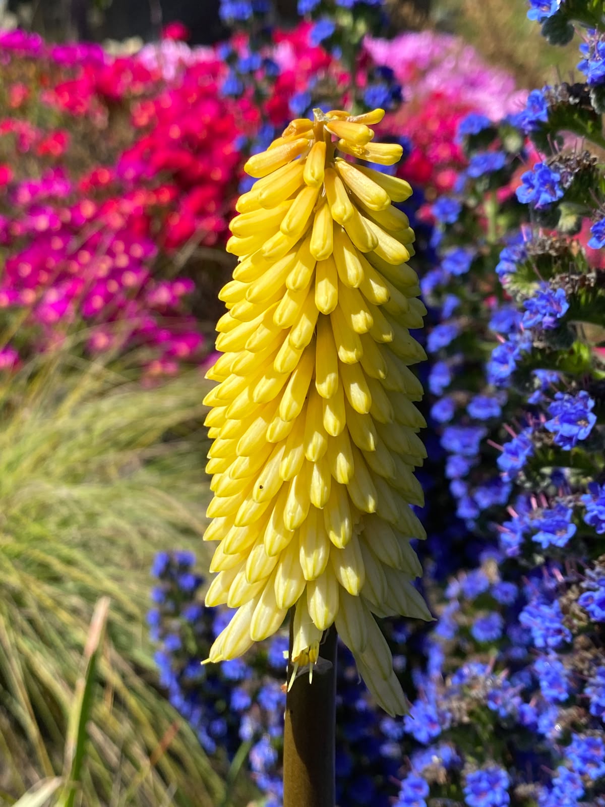 Espiga floral amarilla de lirio antorcha en plena floración junto a flores azules y fucsias