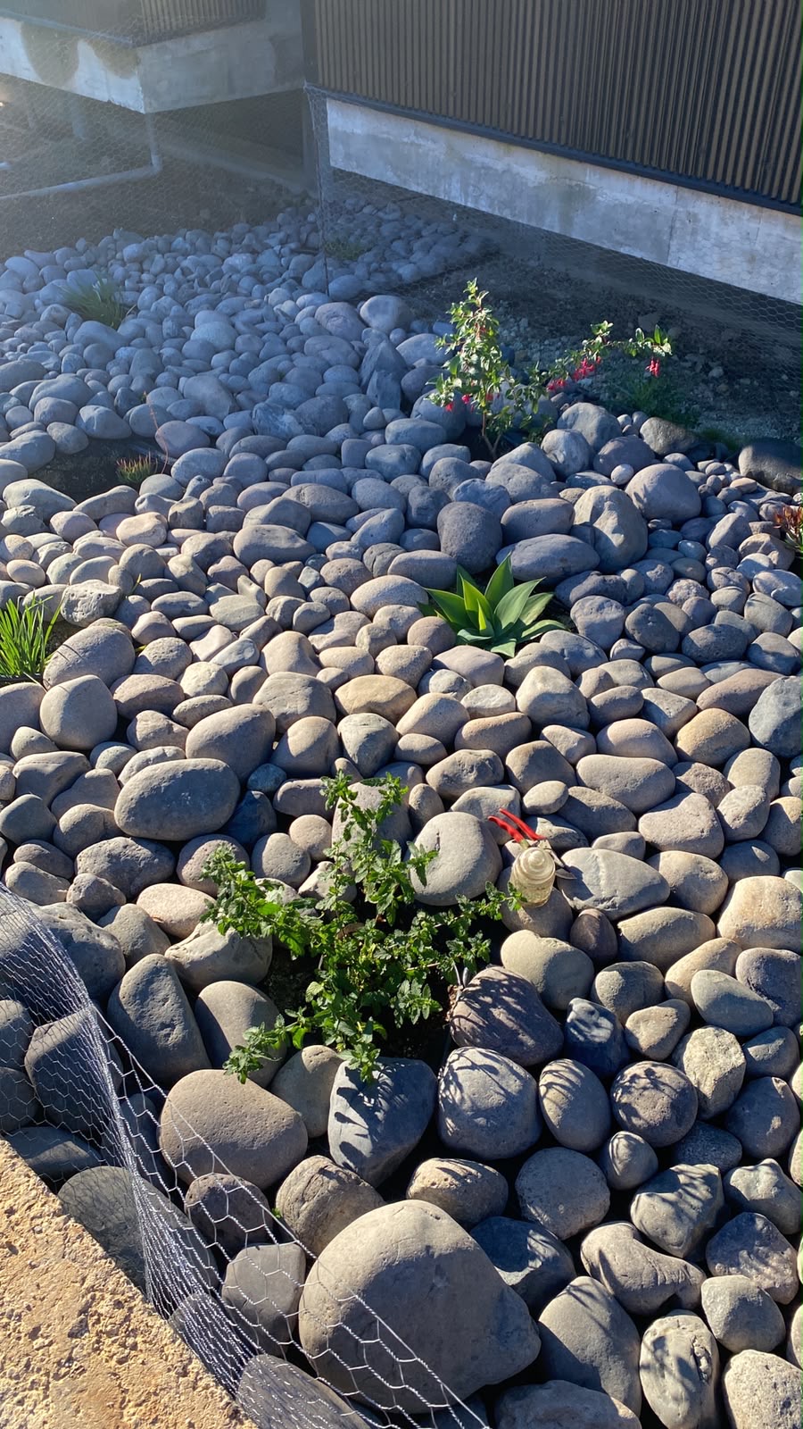 Cobertura de piedra de río con agave y fucsias en el jardín de Daniela