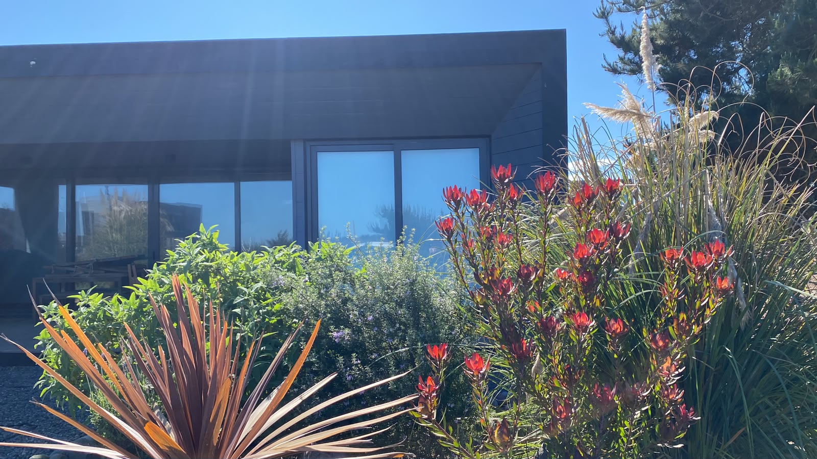Leucadendron en flor y cordyline junto al ventanal de la casa