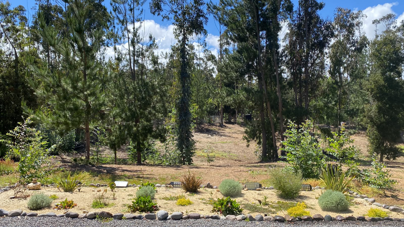 Jardinera de arena con arbustos, plantas de follaje amarillo y luces solares entre el bosque de eucaliptos en Pañul