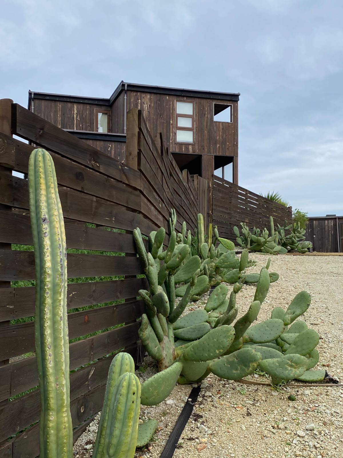 Cactus y tunas alineados junto a la cerca de madera sobre gravilla