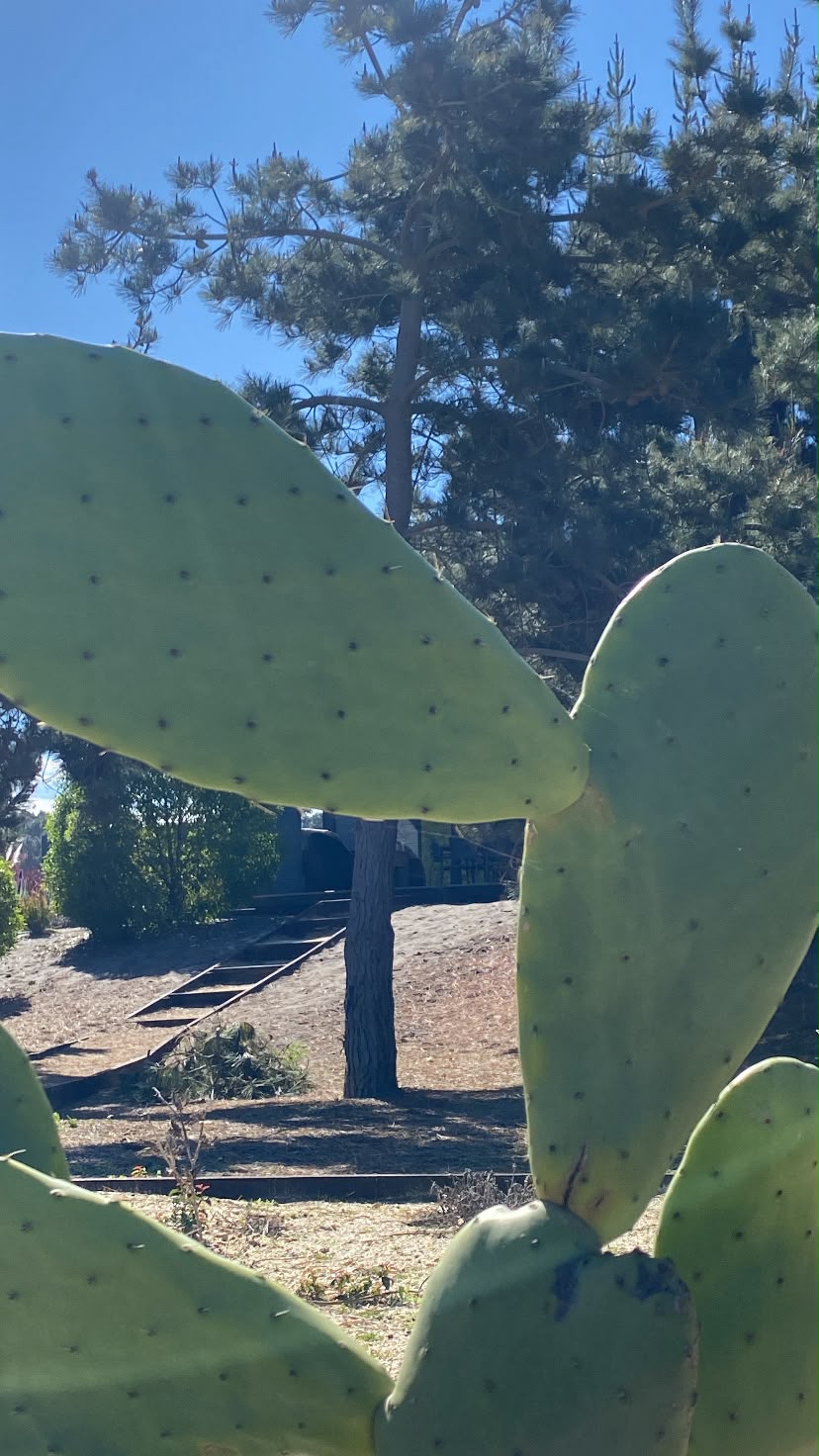 Tunas en primer plano con el sendero de maicillo y los pinos al fondo