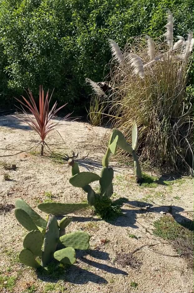 Cactus y cordyline roja sobre arena junto a un seto verde en el Condominio Endémico
