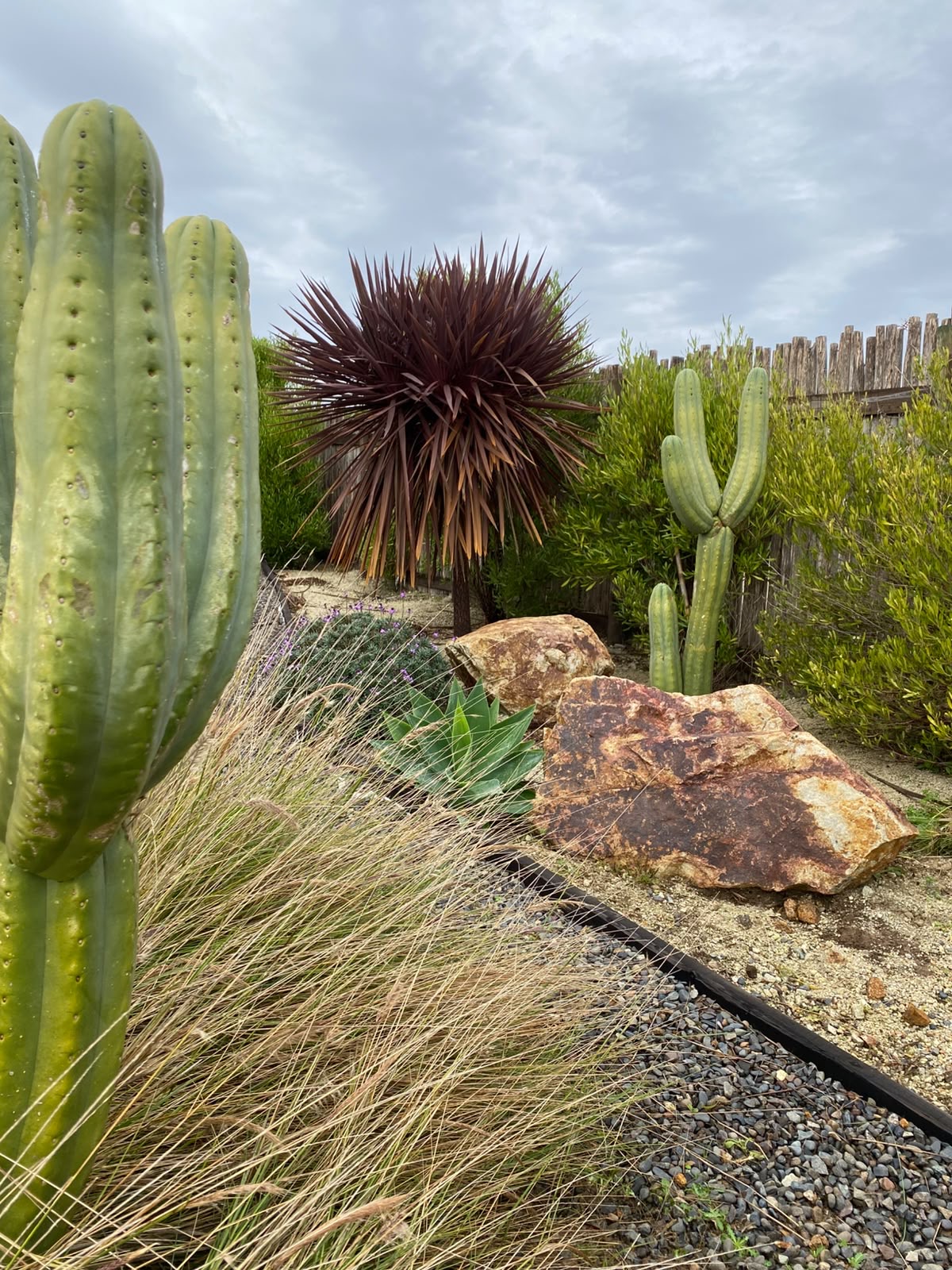 Rocas de granito, cactus y cordyline roja entre gramíneas del Parque Remi