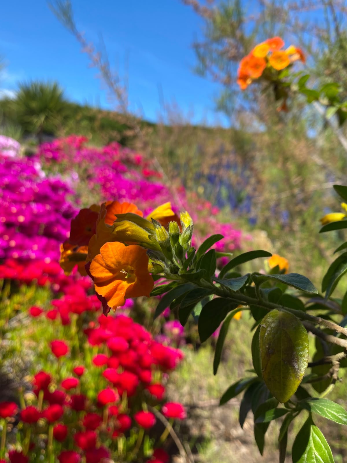 Flores anaranjadas en primer plano sobre mantos florales fucsias y rojos en un jardín mantenido
