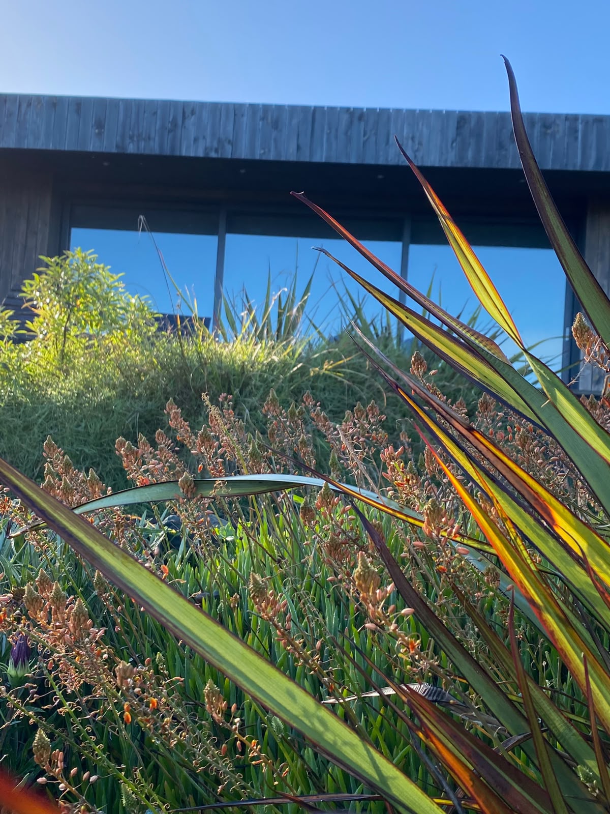 Fórmium iluminado por el sol frente a una casa de madera en un jardín mantenido