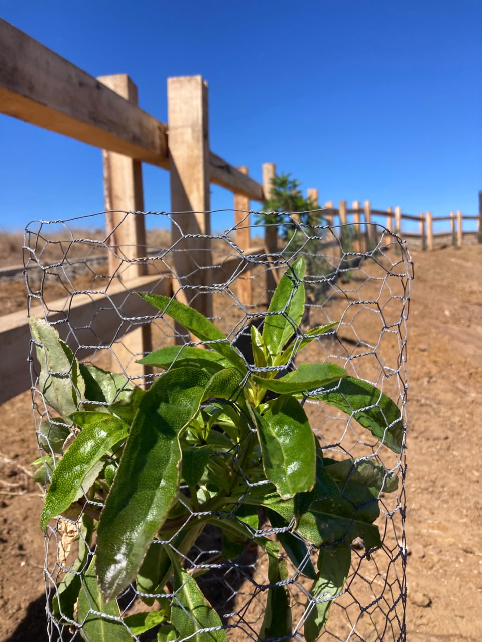 Planta protegida con malla metálica junto al cerco de madera del perímetro