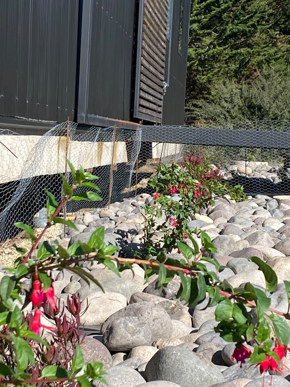 Jardinera de piedra de río con fucsias en flor junto a la casa en Las Comillas