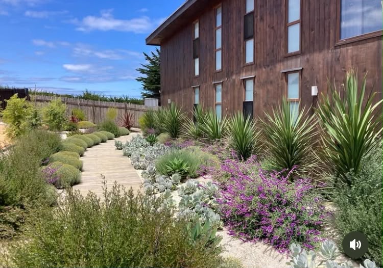 Sendero de madera entre lavandas, salvias y plantas de follaje plateado