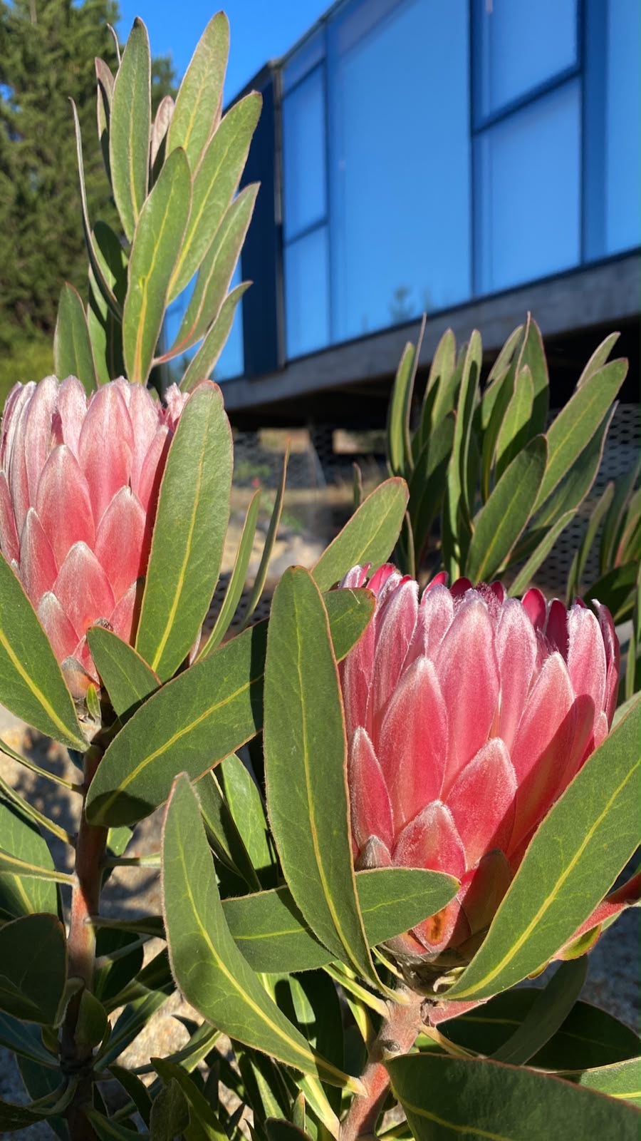 Protea en flor junto a una fachada moderna