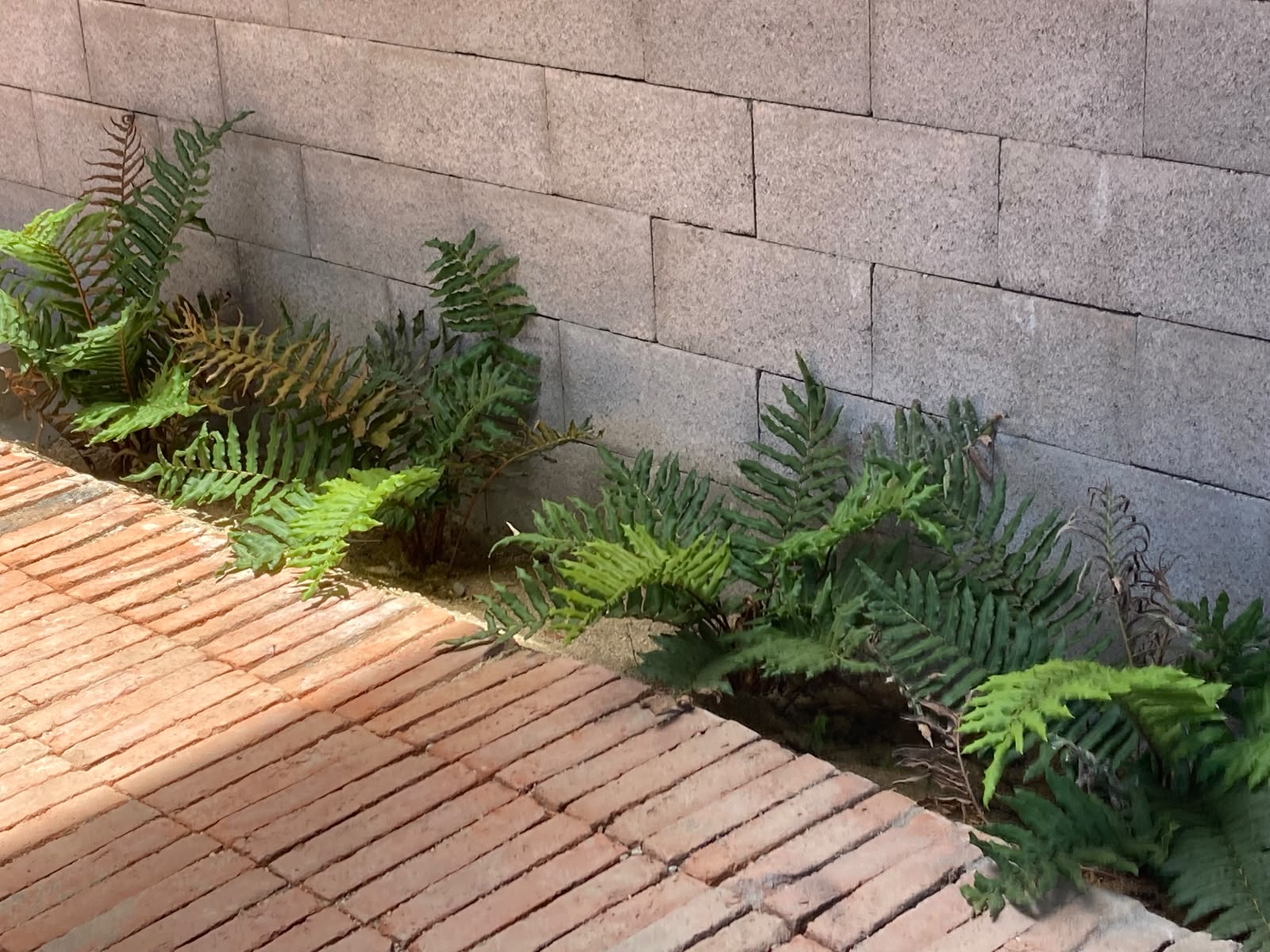 Helechos plantados como especies de sombra junto a un muro y un sendero de ladrillo