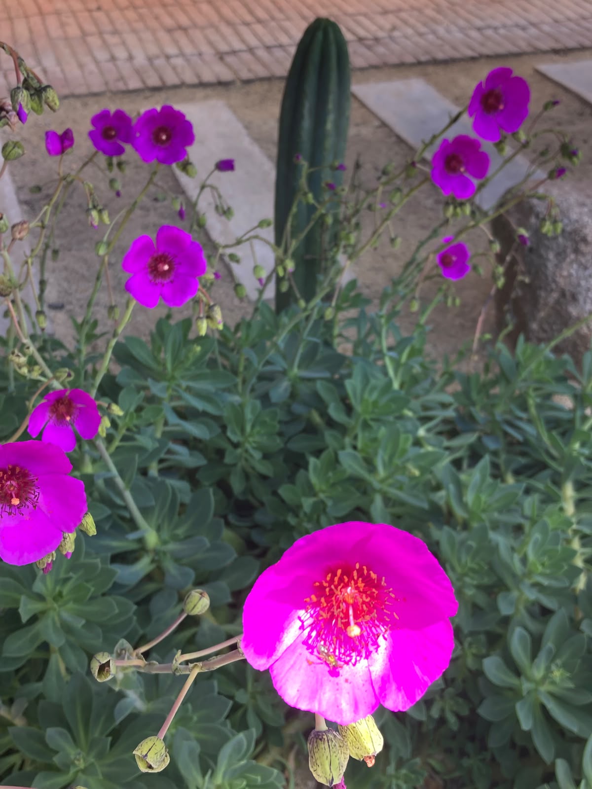 Detalle de flores fucsias y cactus en el jardín de Punta de Lobos