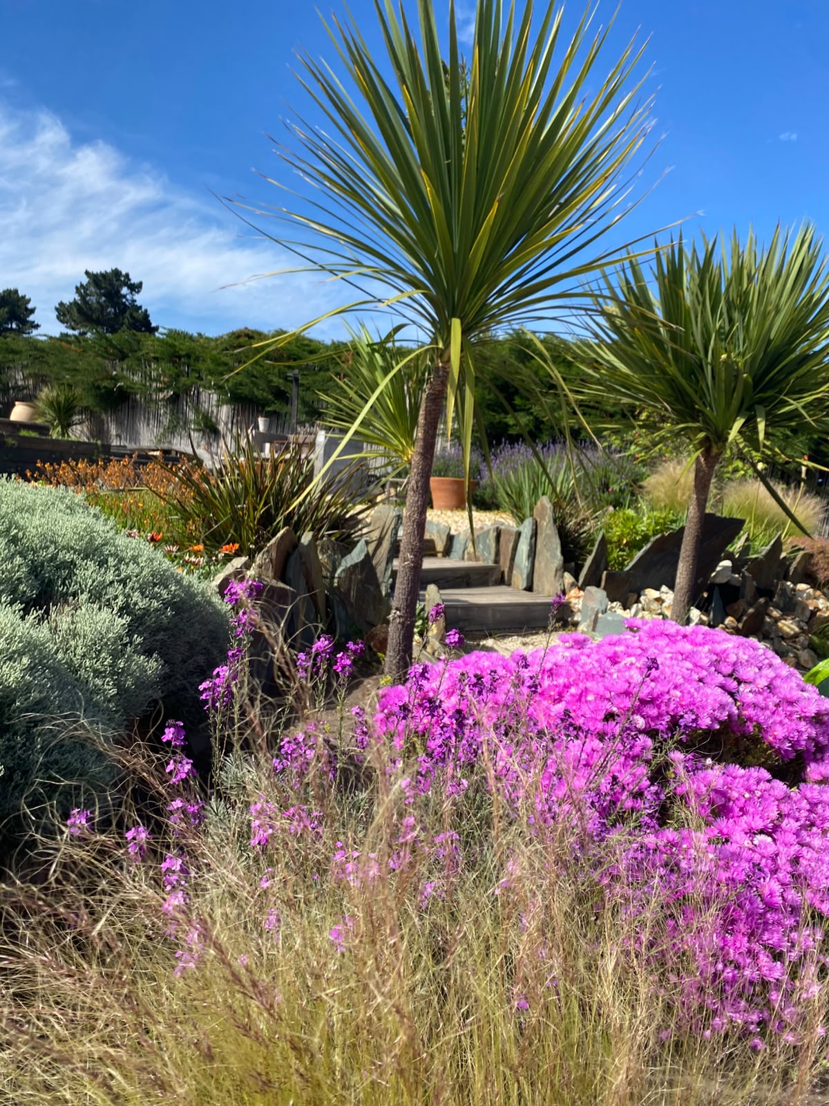 Jardín escalonado con cordylines, macizos de flores fucsias y moradas, gramíneas doradas y sendero de escalones de madera bordeado de piedras
