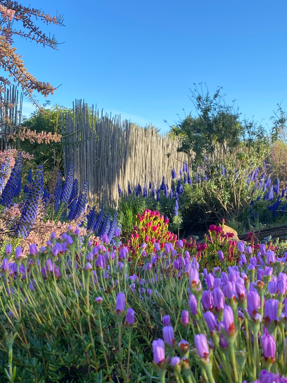 Jardín establecido con floraciones moradas, azules y cercos de madera tras su mantención
