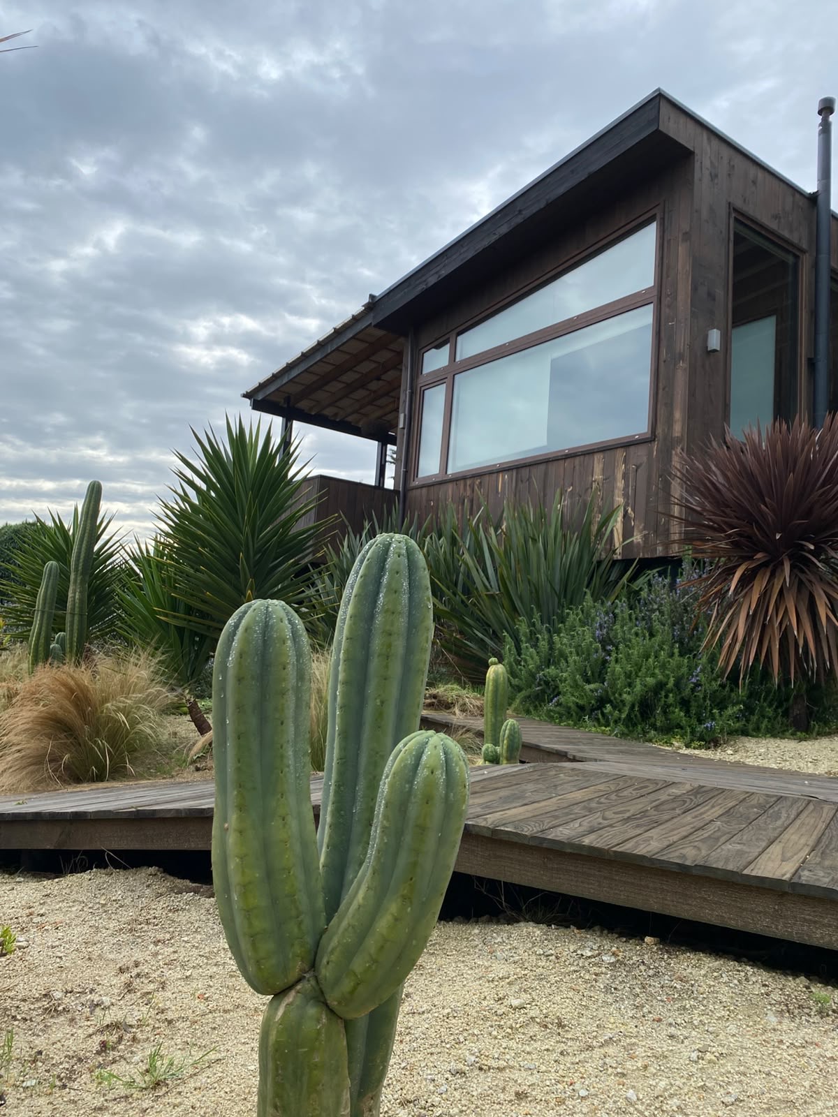 Cactus y yucas junto al deck de madera del Parque Remi