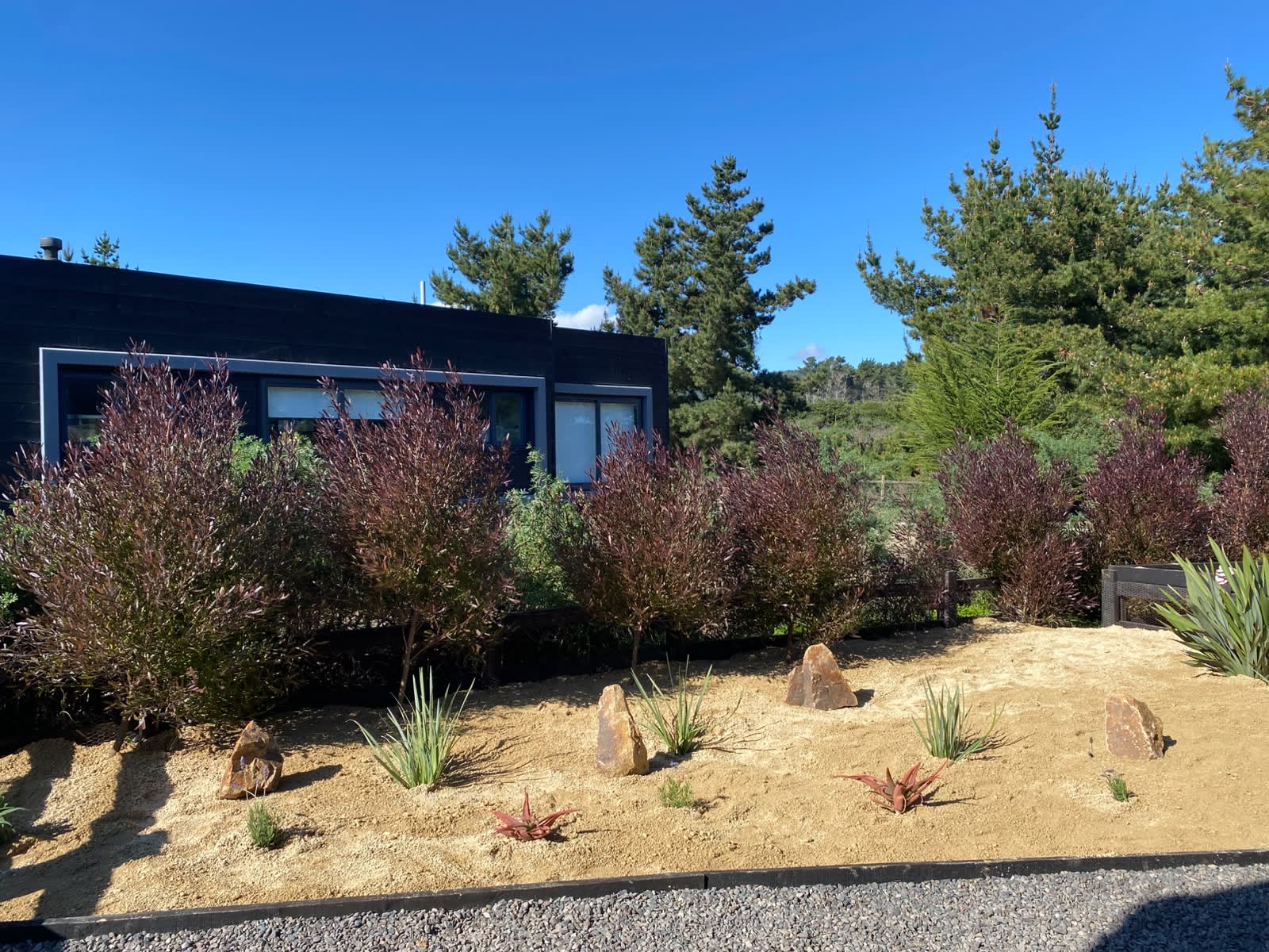 Leucadendrons y rocas frente a la casa negra sobre el jardín de arena del proyecto RJ