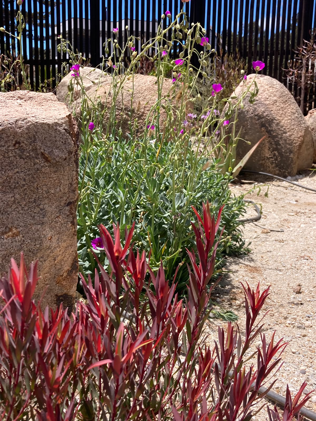 Flores moradas y follaje rojizo entre rocas de granito en el jardín de Punta de Lobos