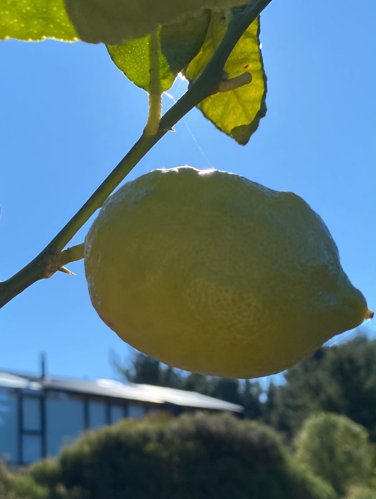 Limón madurando en uno de los frutales plantados en Las Comillas