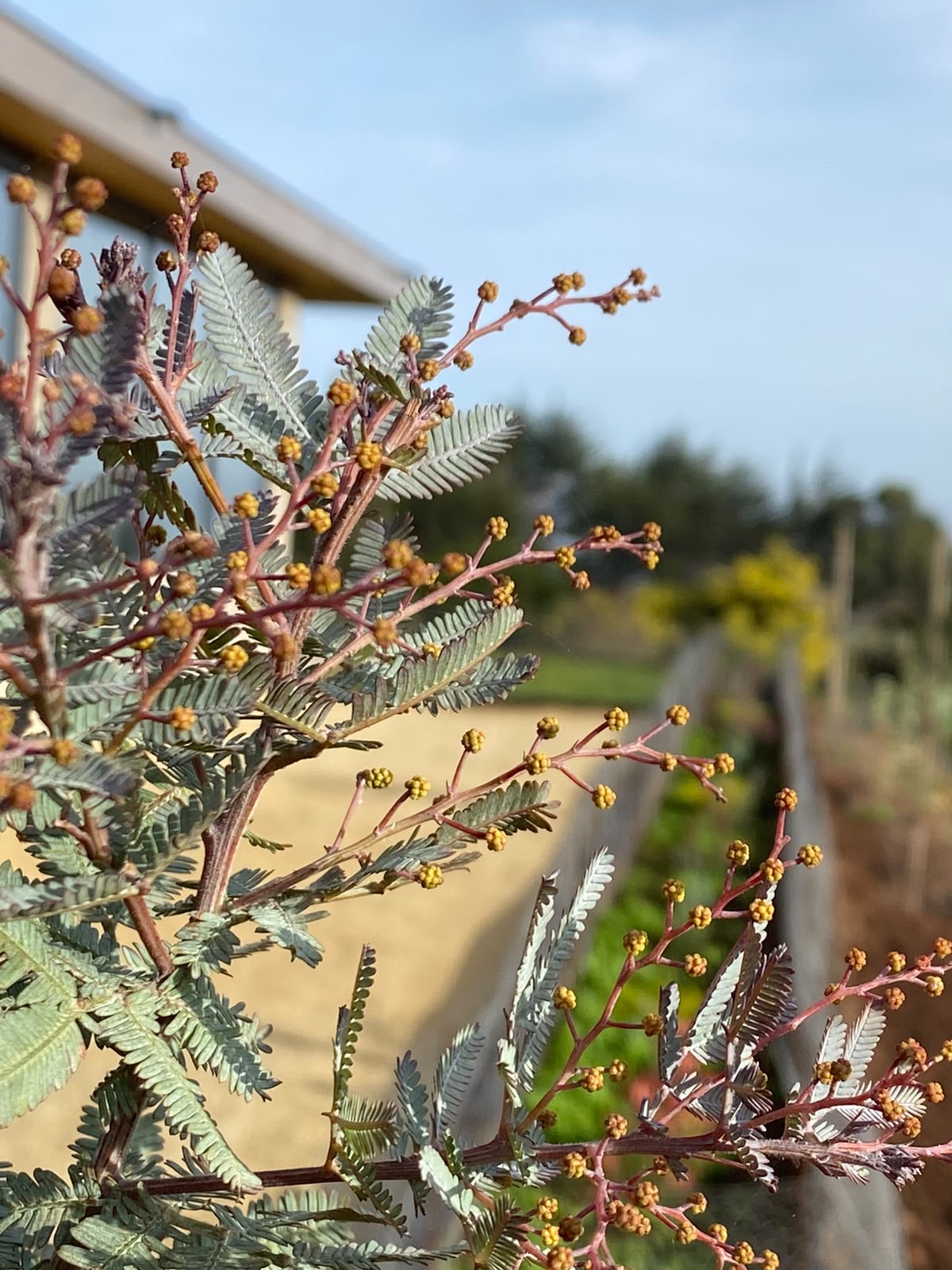 Acacia en flor con tonos rojizos en el jardín Mauren