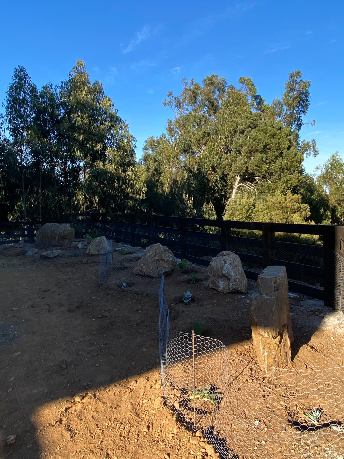 Jardín de rocas recién plantado junto al cerco negro y los eucaliptos en Remi