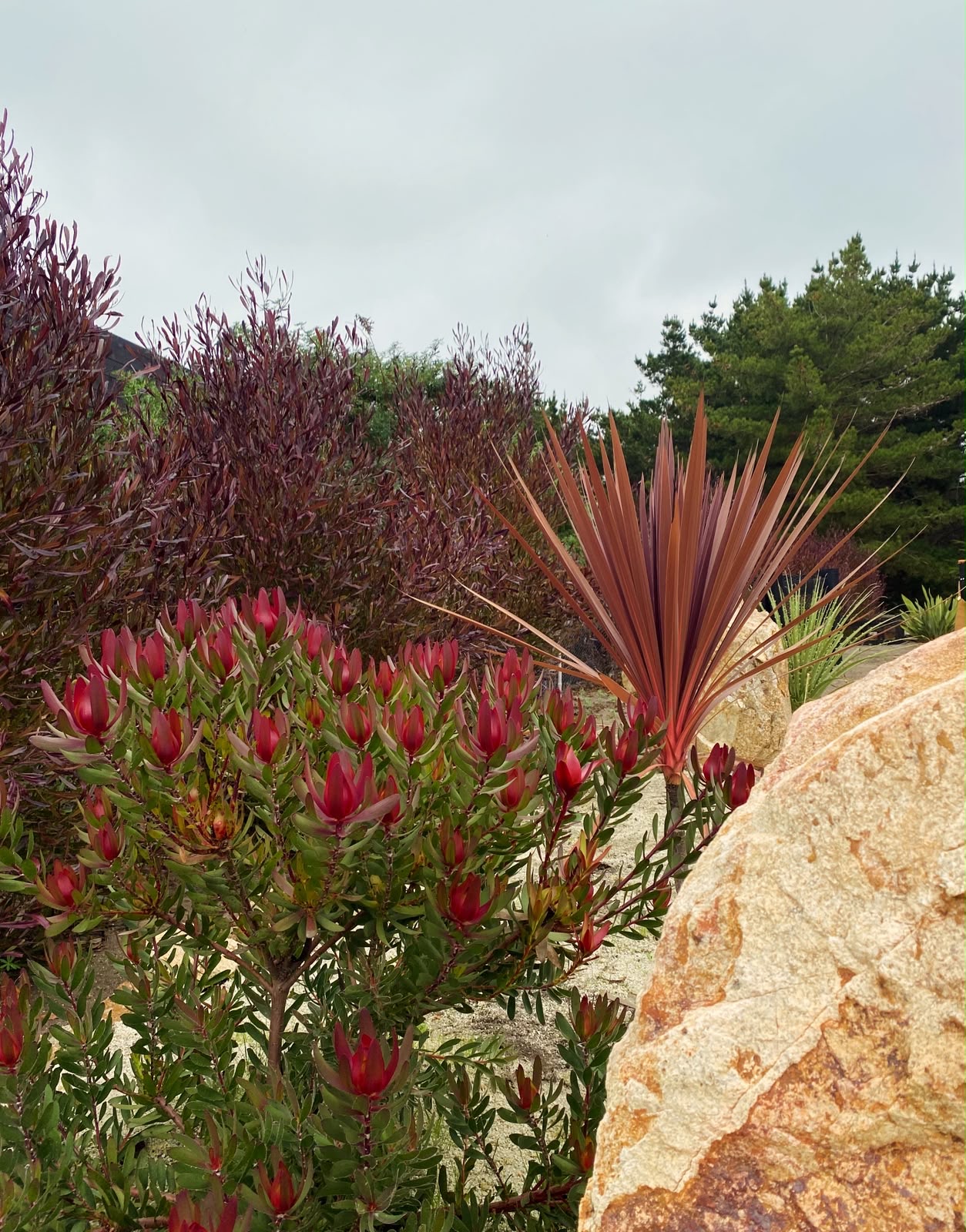 Leucadendron en flor y cordyline roja entre rocas del jardín RJ