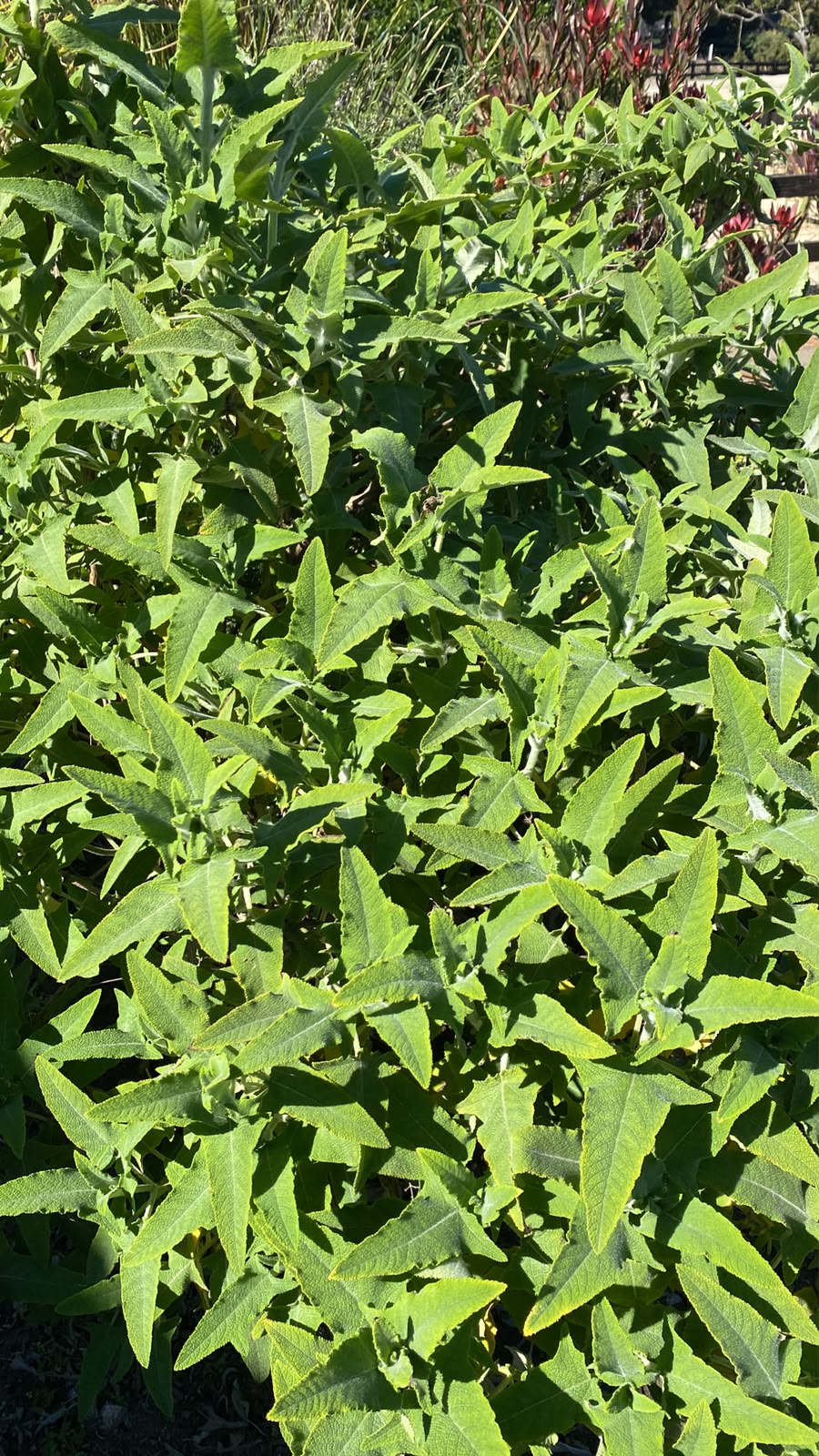 Follaje verde de una plantación establecida en el Condominio Endémico