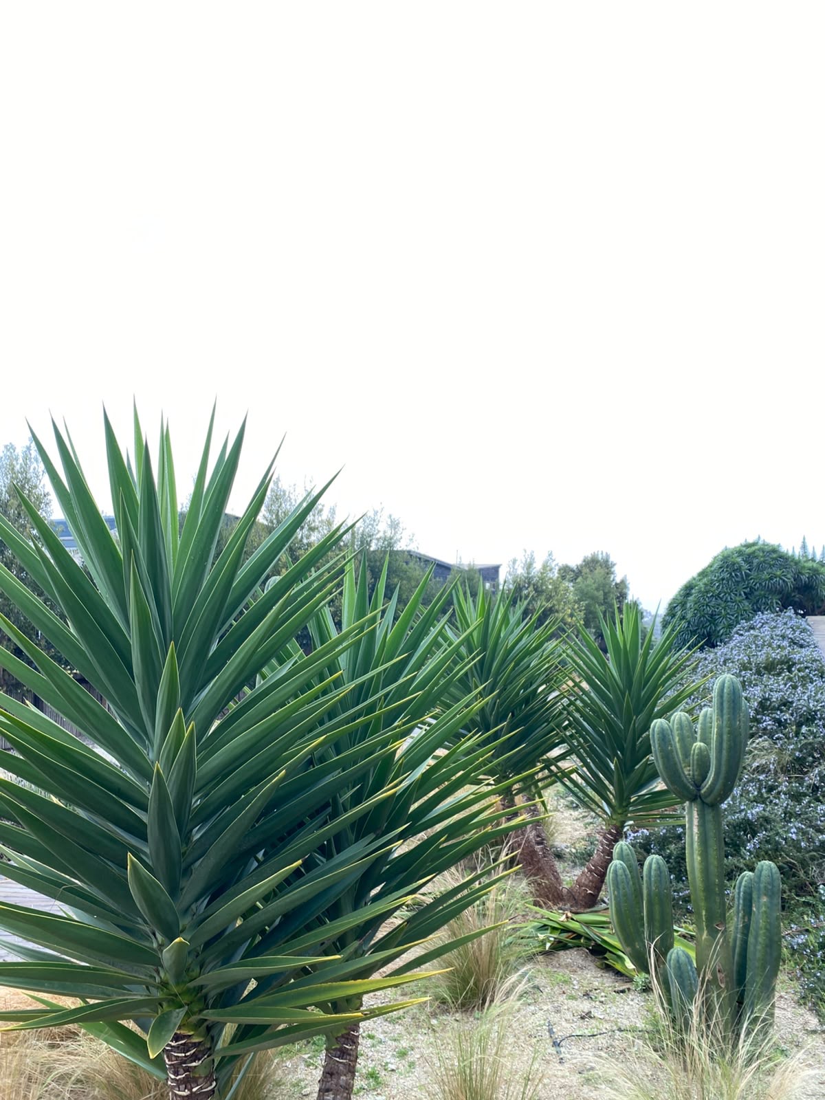 Hilera de yucas y cactus con gramíneas en el Parque Remi