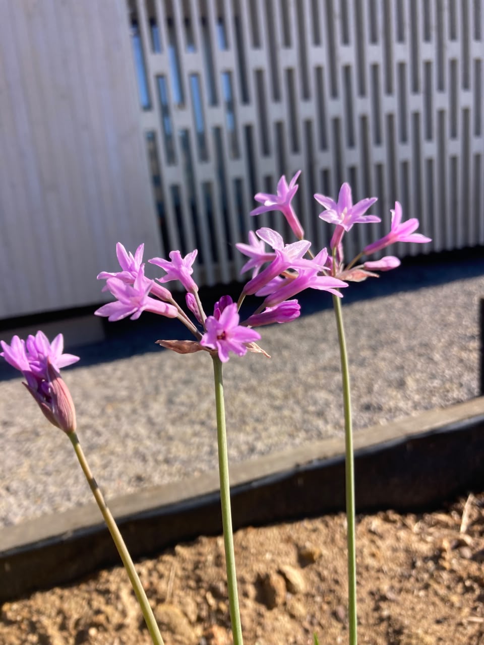Tulbaghia en flor junto al borde de gravilla del jardín Sirena