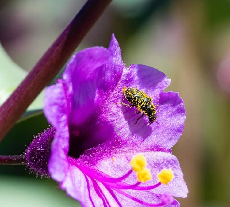 Flor morada en un jardín de Pichilemu