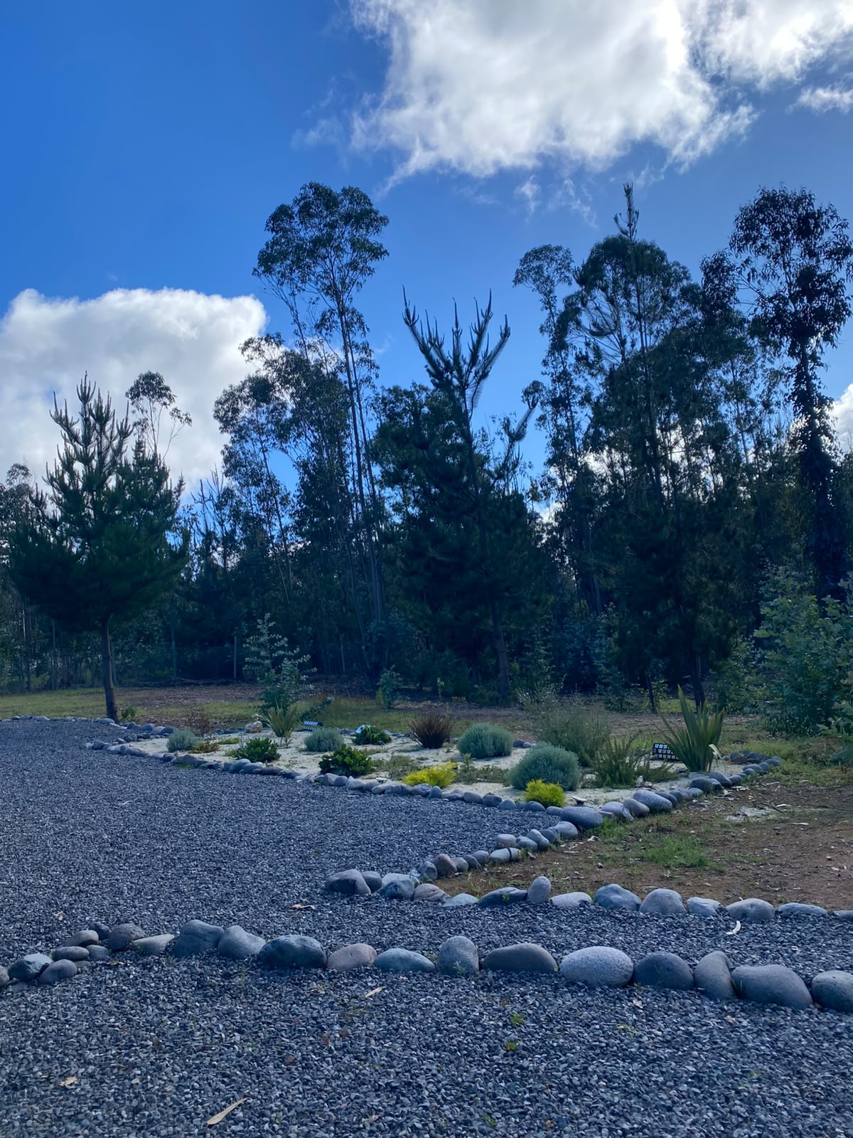 Jardinera delimitada con bolones y gravilla, con arbustos y suculentas bajo una hilera de árboles altos en Pañul