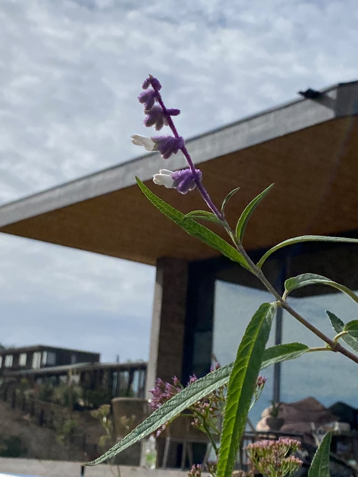 Salvia en flor frente a una casa de vidrio con vista al mar