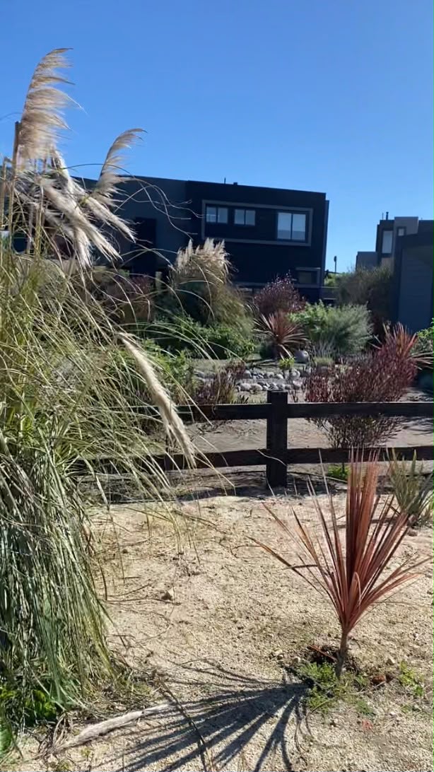 Gramíneas y cordylines frente a las casas negras del Condominio Endémico