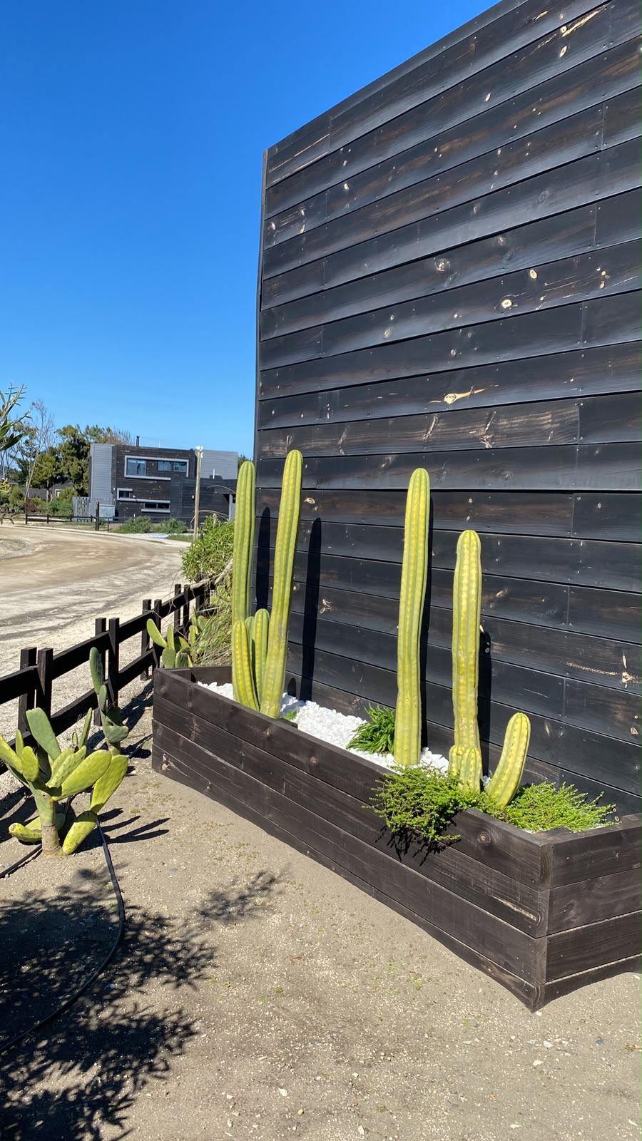 Jardinera de madera con cactus y gravilla blanca junto al muro de madera quemada